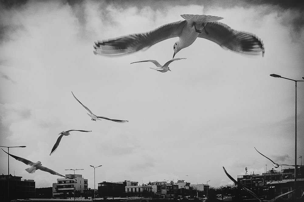 Alkyona's return (Birds never lose their "way")