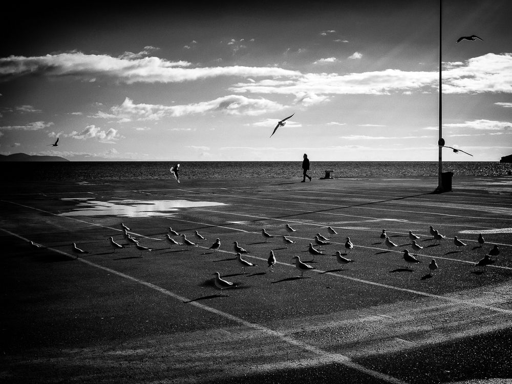 Alkyona's return (Birds never lose their "way")