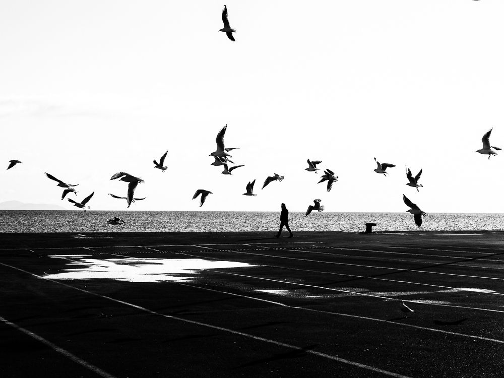 Alkyona's return (Birds never lose their "way")