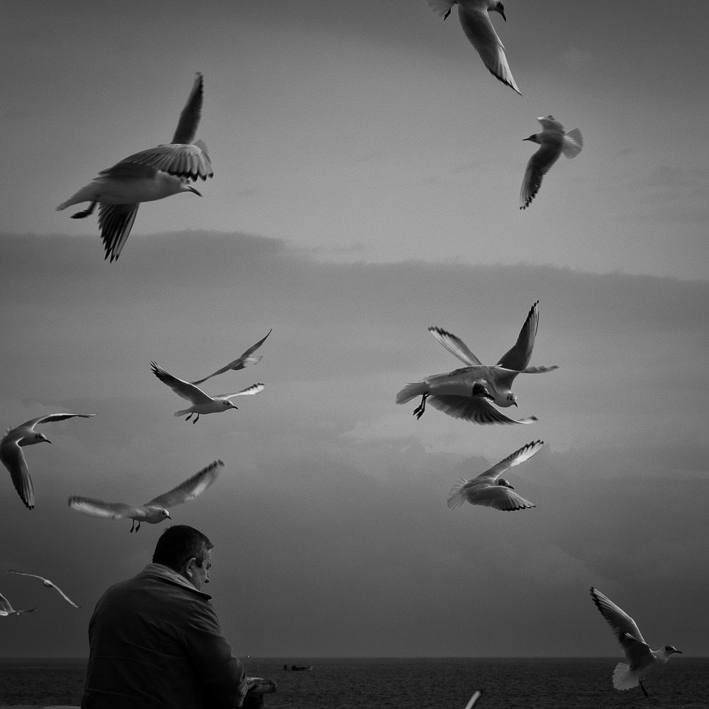 Alkyona's return (Birds never lose their "way")