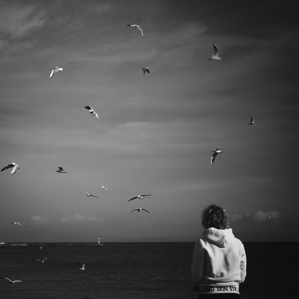 Alkyona's return (Birds never lose their "way")