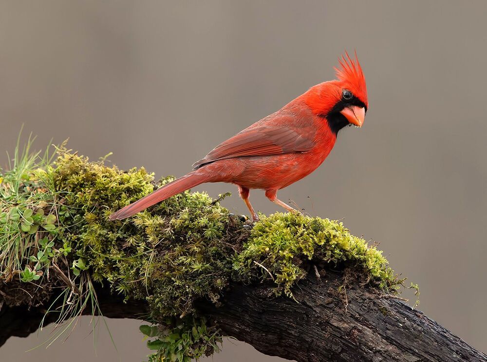 Northern Cardinal male - Красный кардинал самец