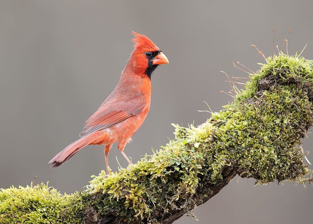 Northern Cardinal male - Красный кардинал самец