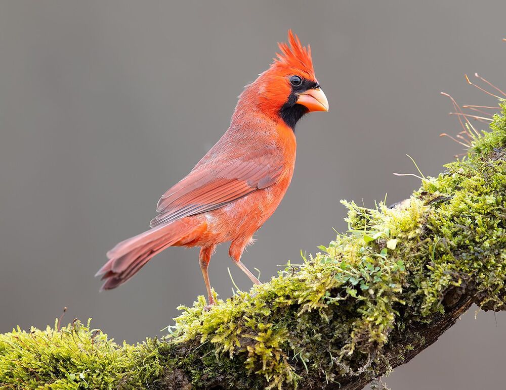 Northern Cardinal male - Красный кардинал самец