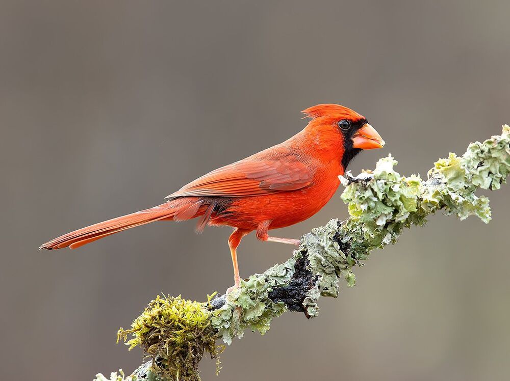 Northern Cardinal male - Красный кардинал самец