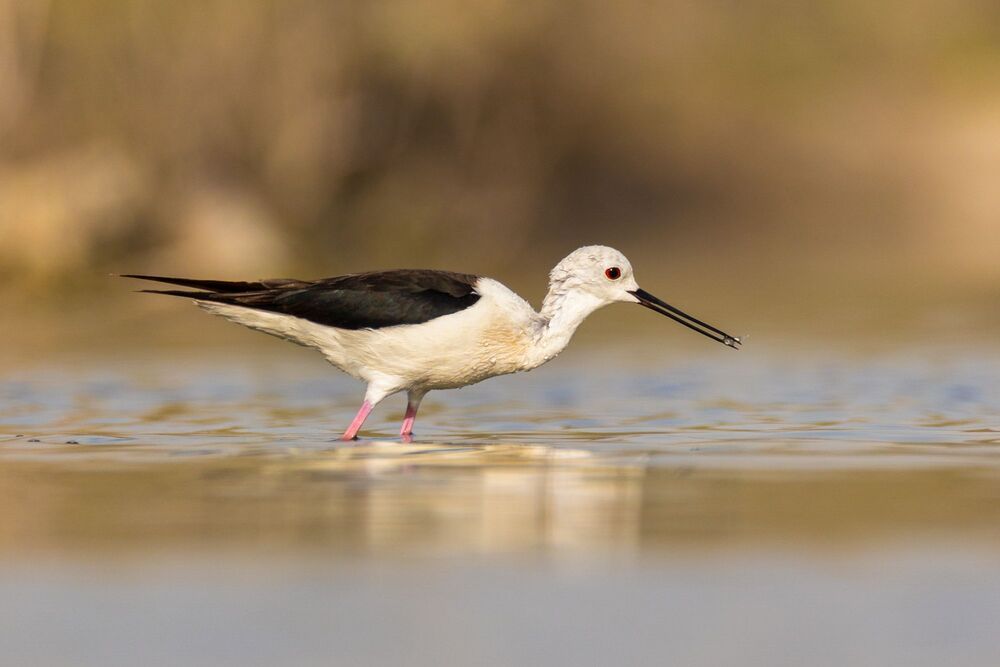 Birds of Bahrain