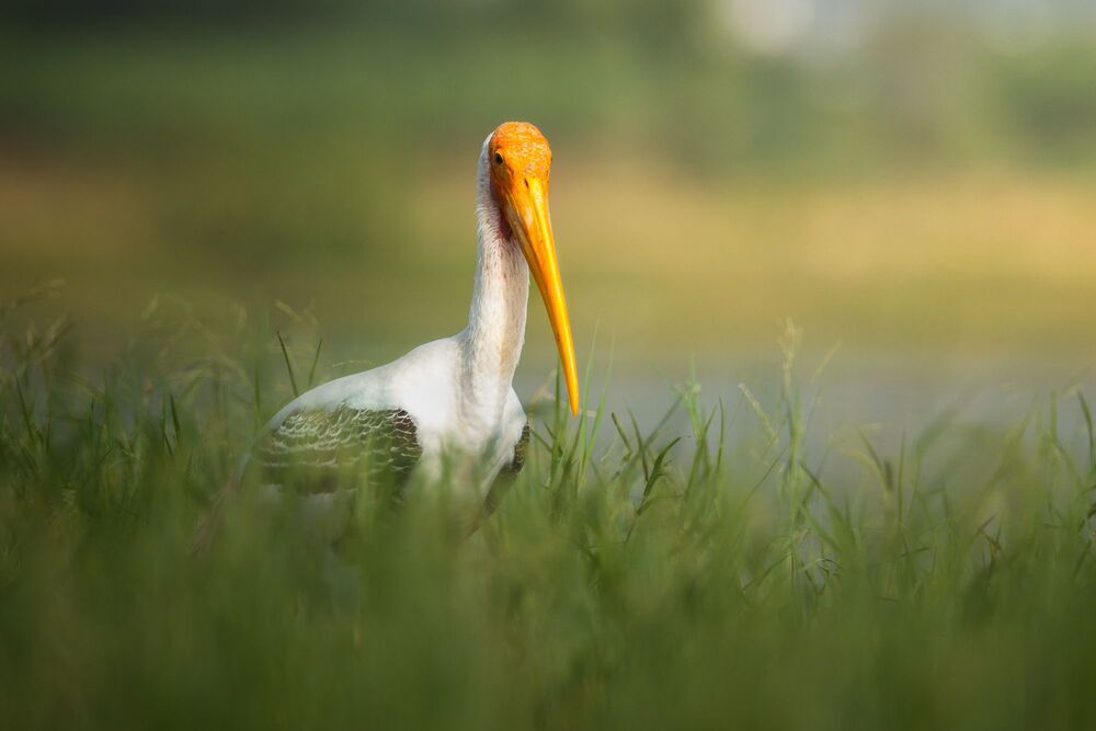 Birds of Bahrain