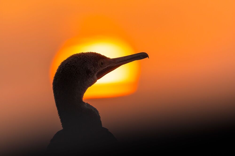 Birds of Bahrain