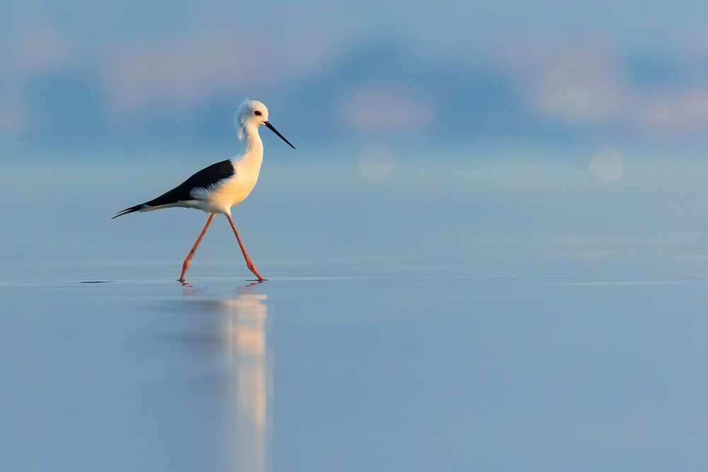 Birds of Bahrain
