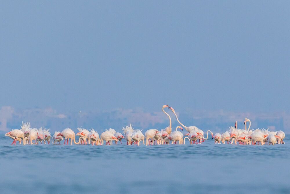 Birds of Bahrain