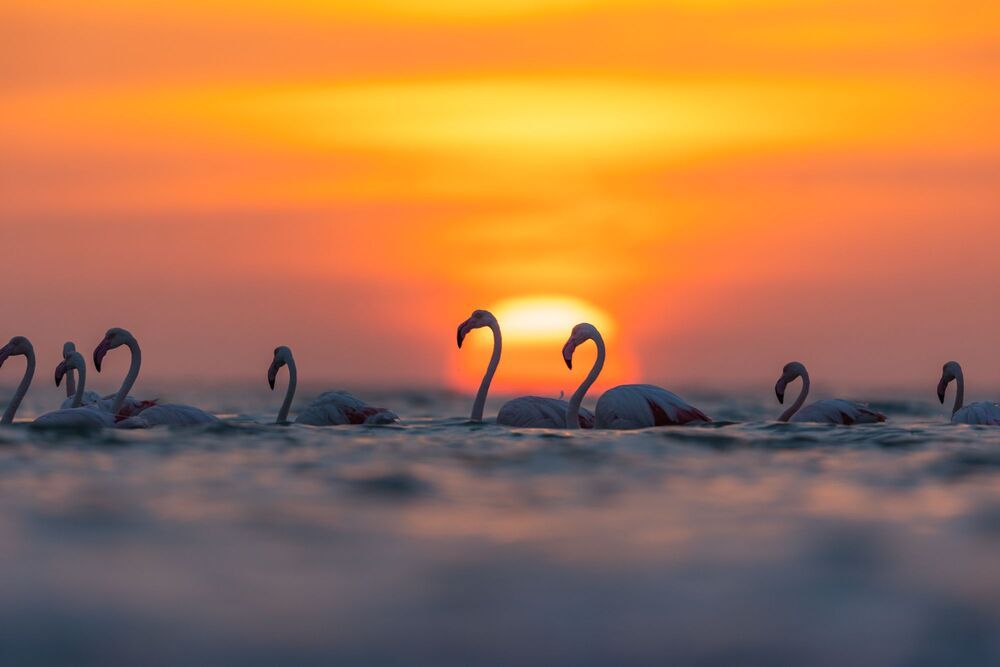 Birds of Bahrain