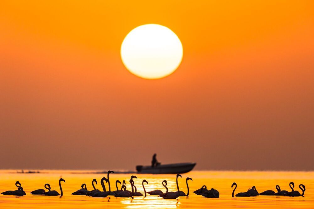 Birds of Bahrain