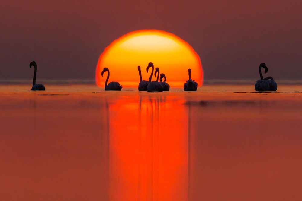 Birds of Bahrain
