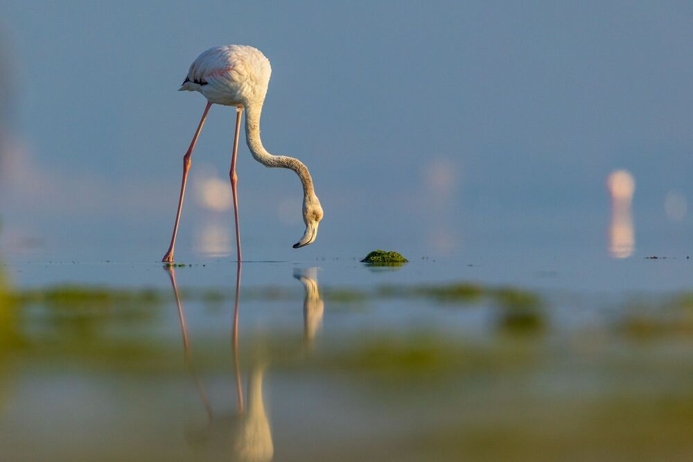 Birds of Bahrain