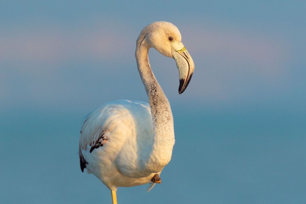 Birds of Bahrain