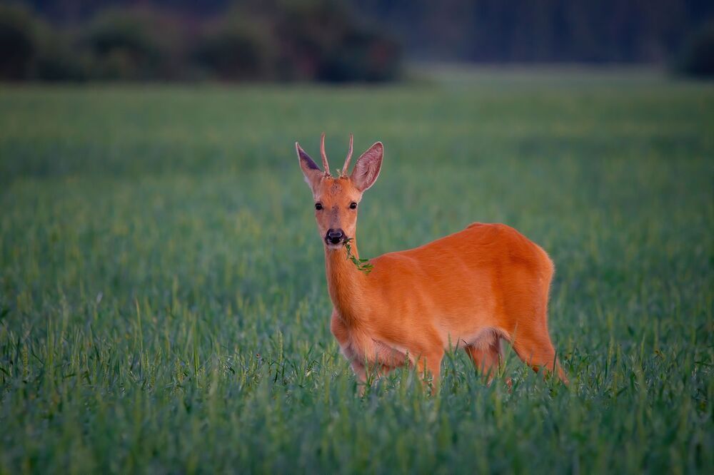 Photo 2162763