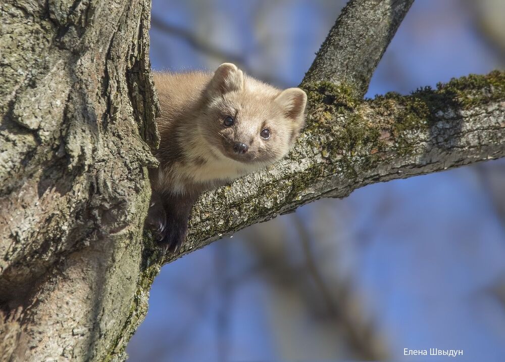 Curious marten