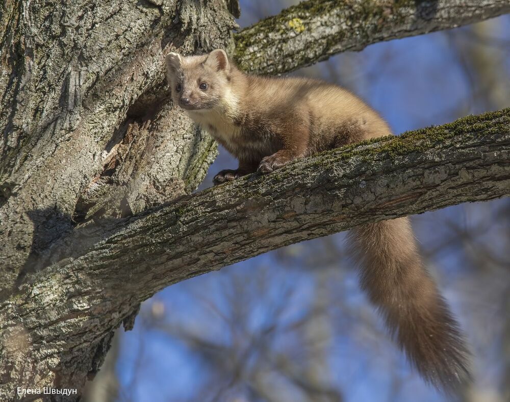 Curious marten