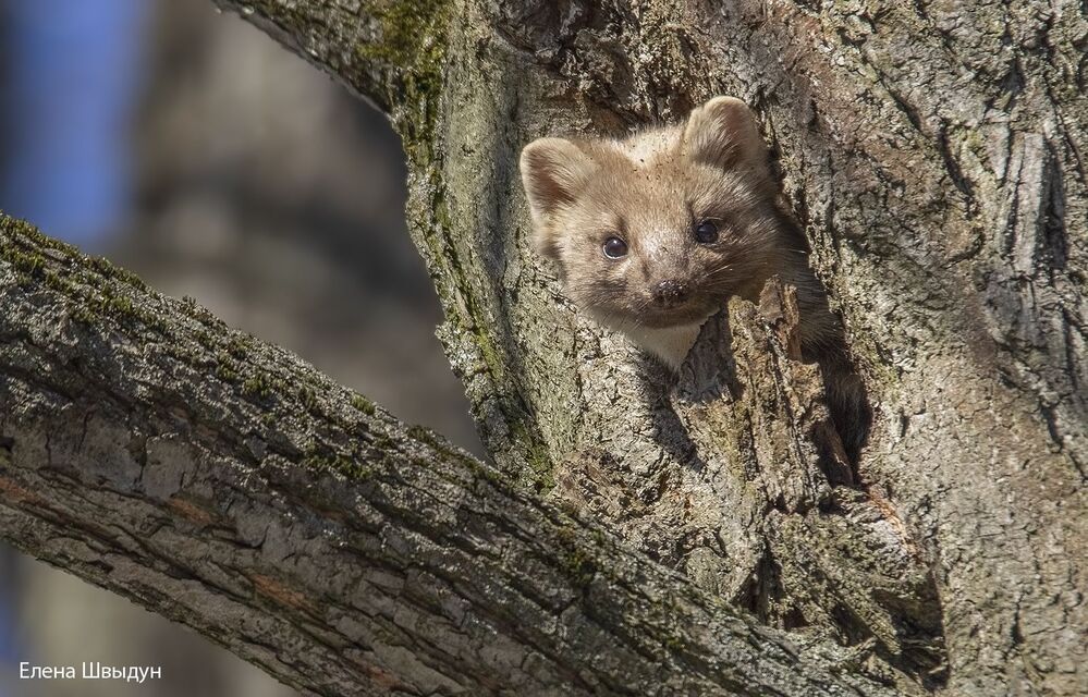 Curious marten