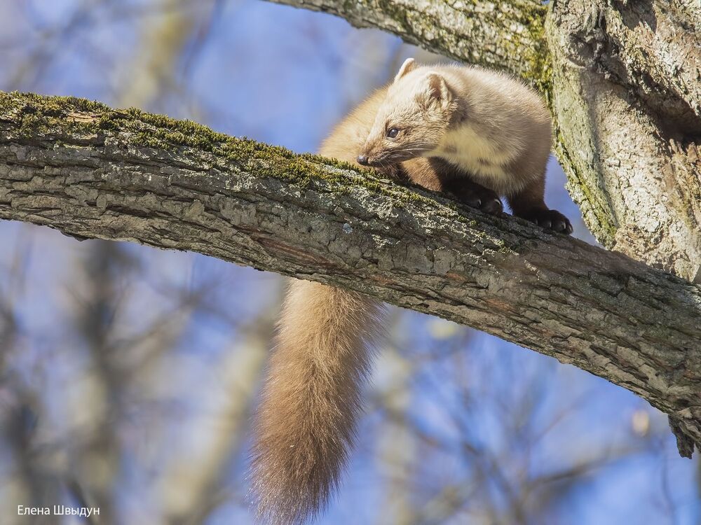 Curious marten