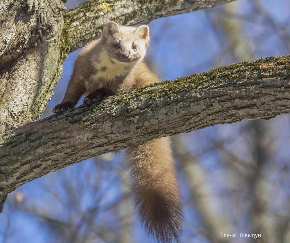 Curious marten