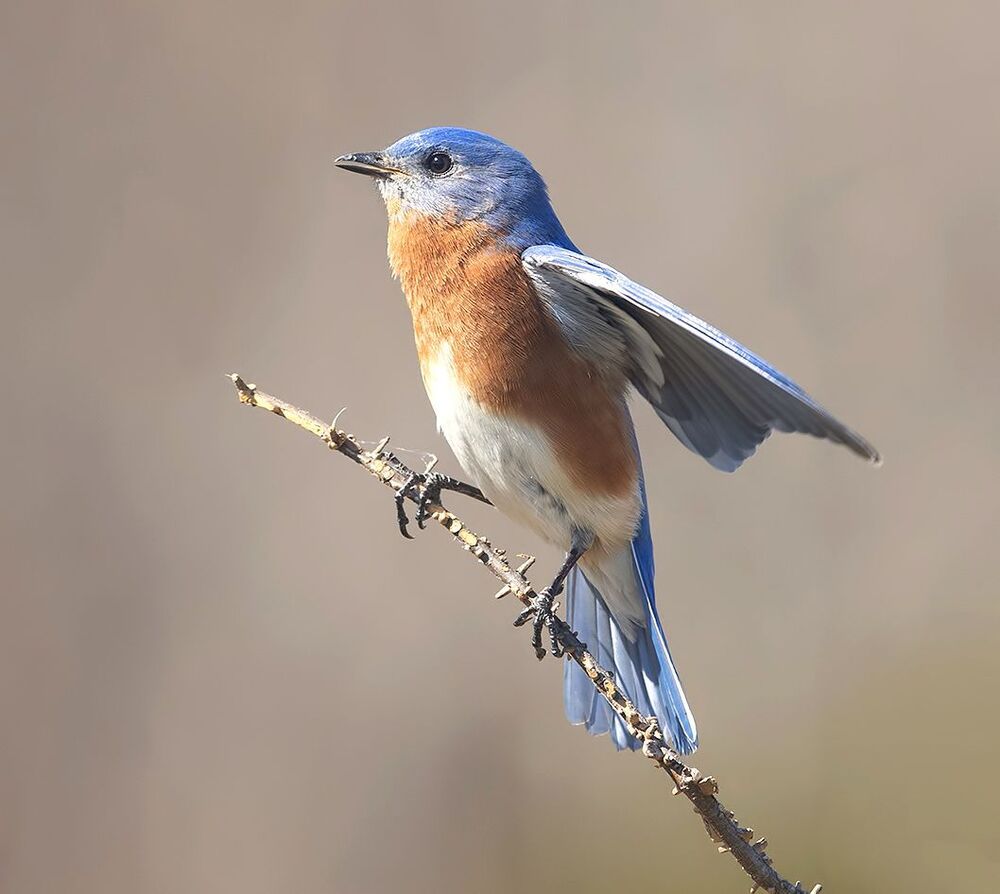 Eastern Bluebirds couple -Восточная сиалия