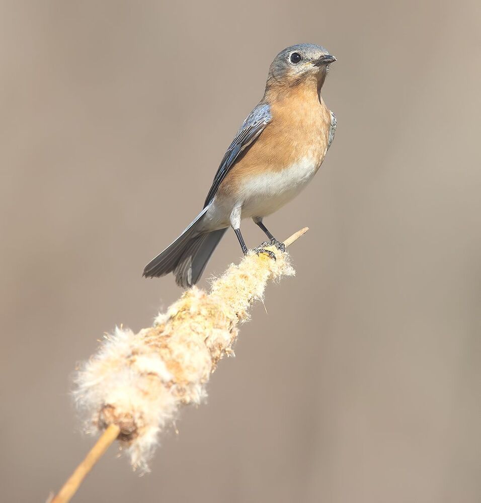 Eastern Bluebirds couple -Восточная сиалия