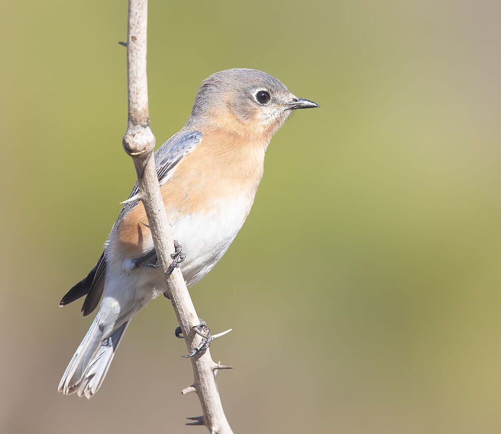 Eastern Bluebirds couple -Восточная сиалия