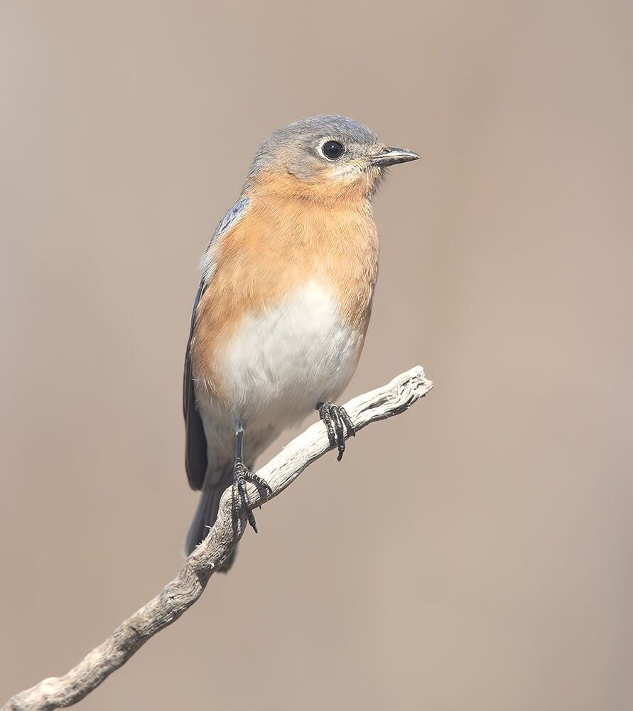 Eastern Bluebirds couple -Восточная сиалия