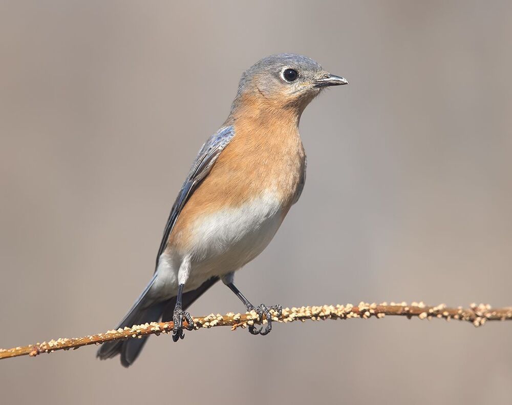 Eastern Bluebirds couple -Восточная сиалия