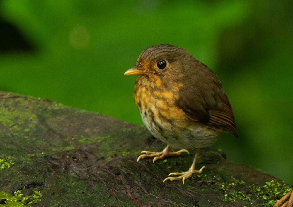 Birds of Ecuador