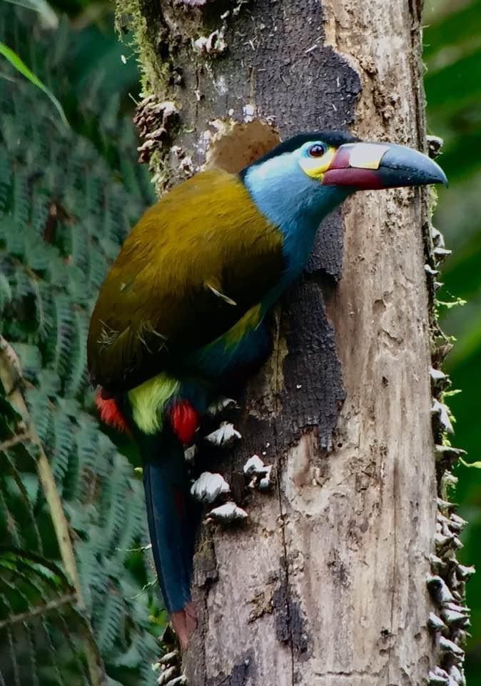 Birds of Ecuador