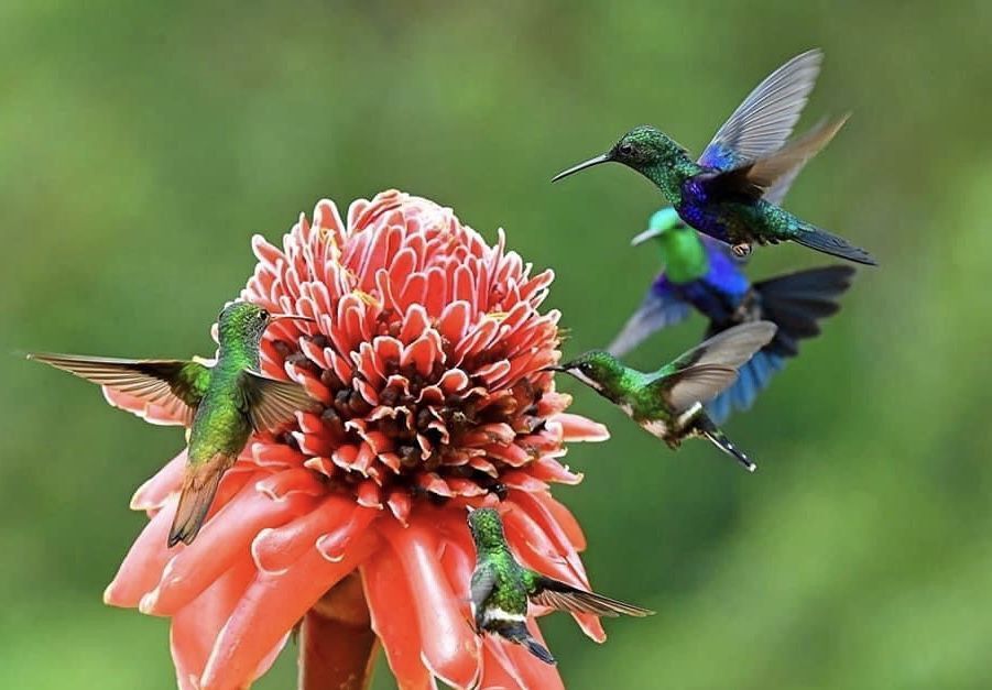Birds of Ecuador