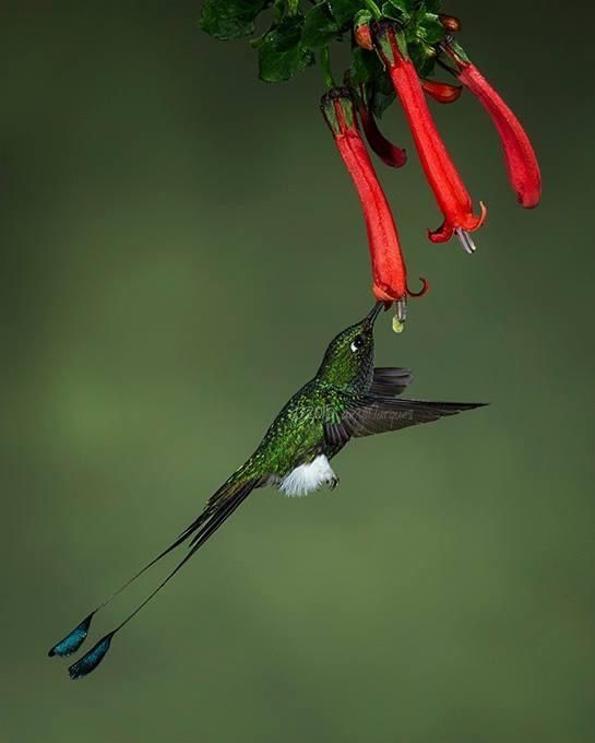 Birds of Ecuador