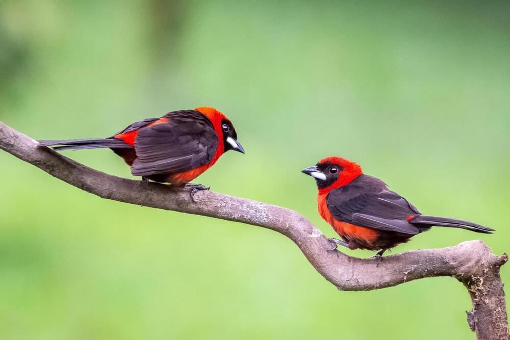 Birds of Ecuador