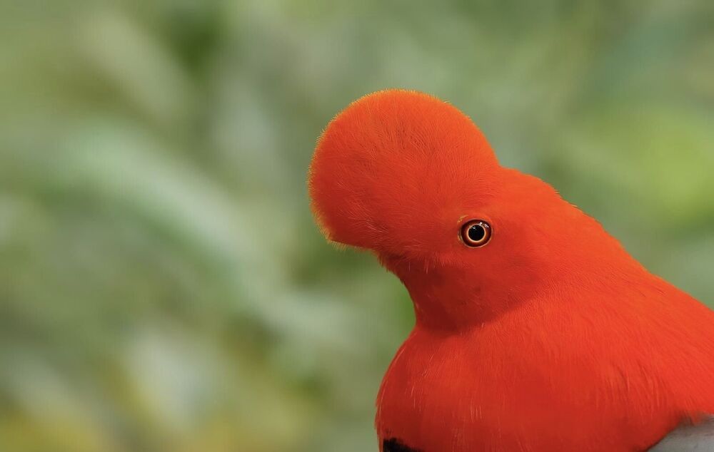 Birds of Ecuador