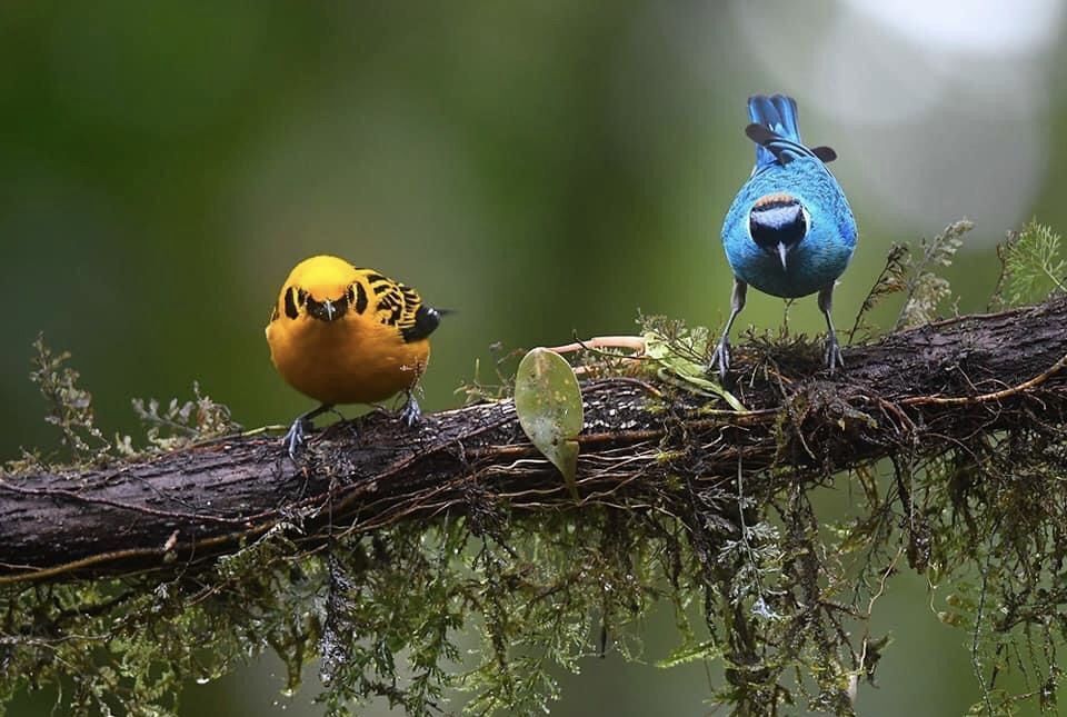 Birds of Ecuador