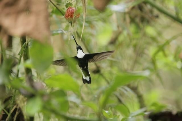 Birds of Ecuador