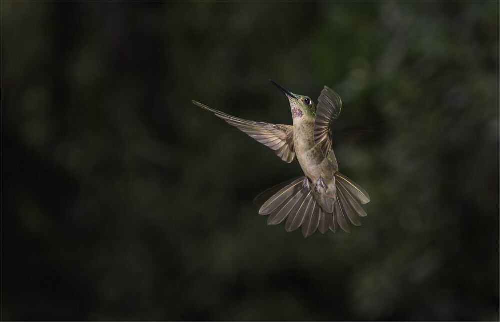 Birds of Ecuador