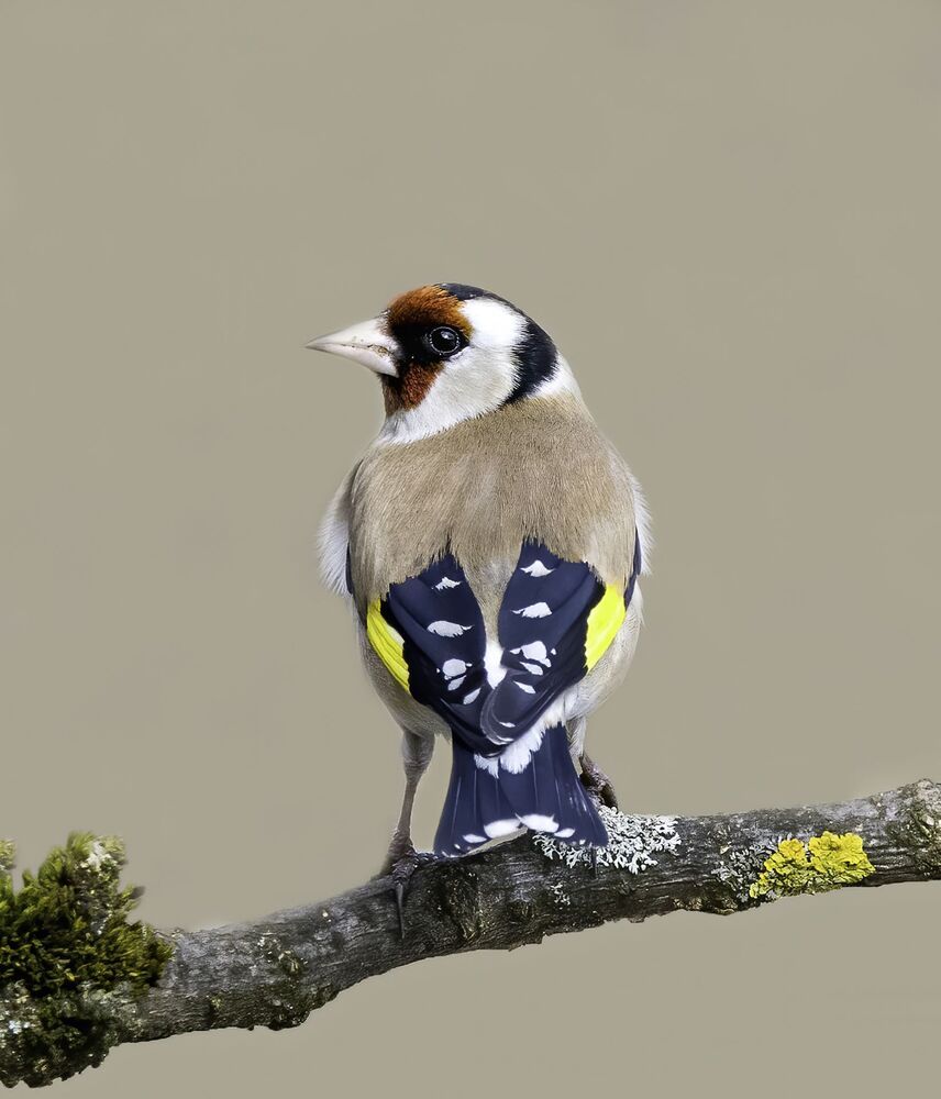 Birds of Moscow area (Птицы Москвы и Московской области)