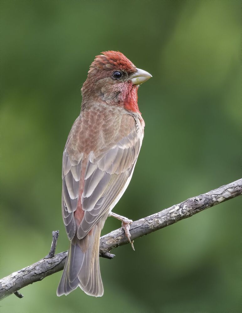 Birds of Moscow area (Птицы Москвы и Московской области)