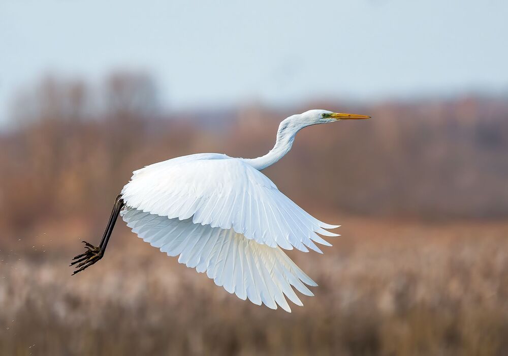Birds of Moscow area (Птицы Москвы и Московской области)