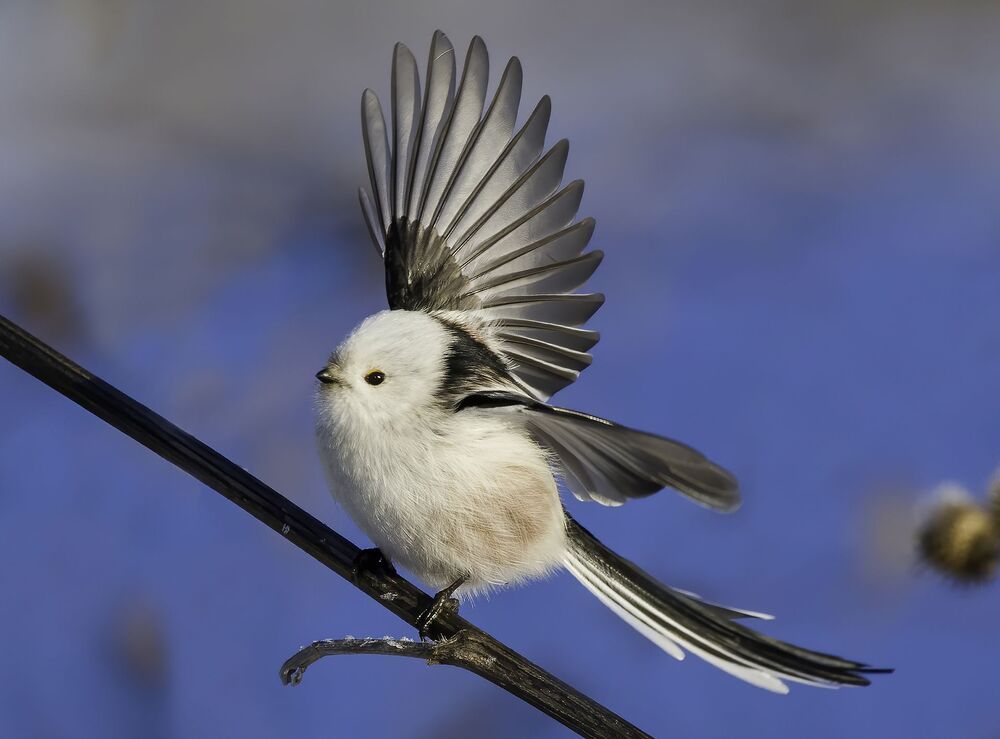 Birds of Moscow area (Птицы Москвы и Московской области)