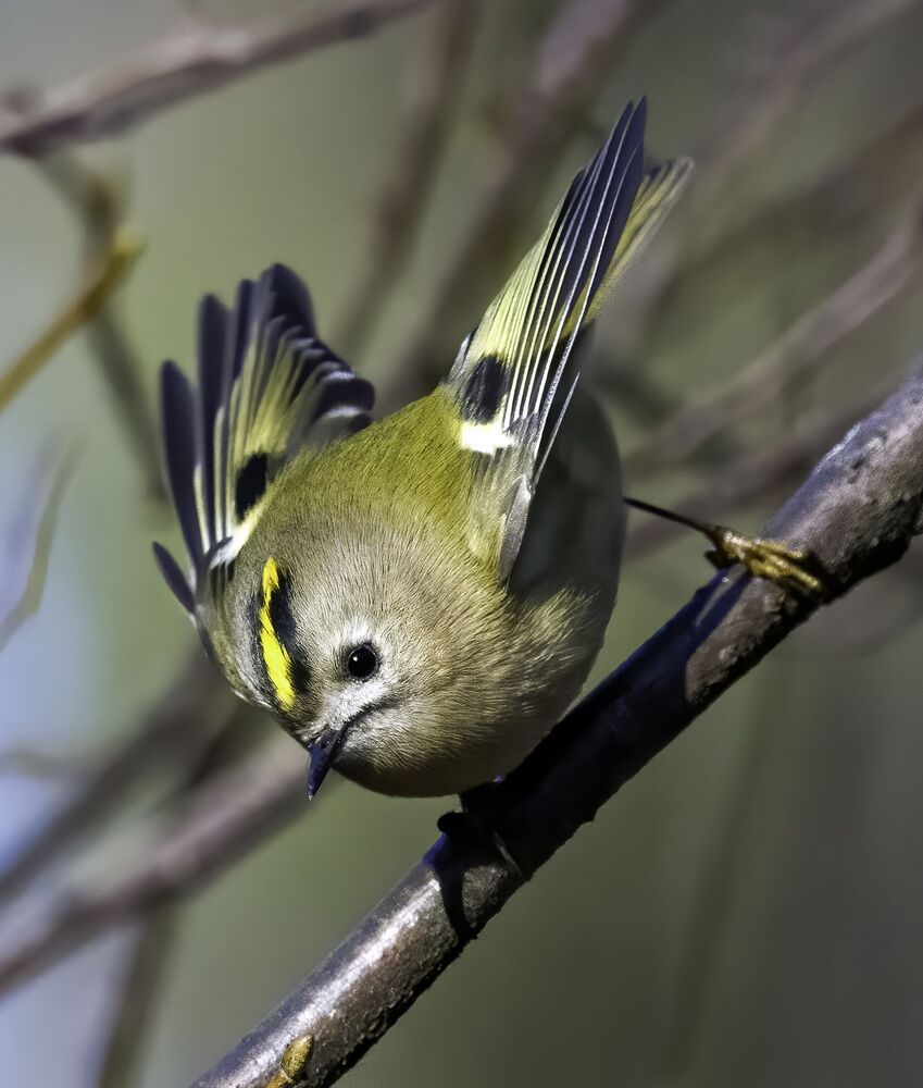 Birds of Moscow area (Птицы Москвы и Московской области)