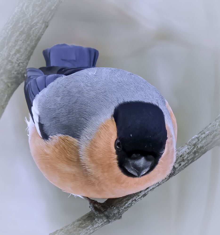 Birds of Moscow area (Птицы Москвы и Московской области)