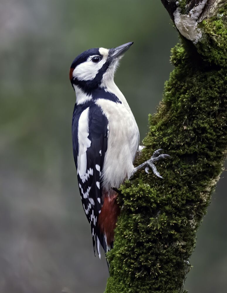 Birds of Moscow area (Птицы Москвы и Московской области)