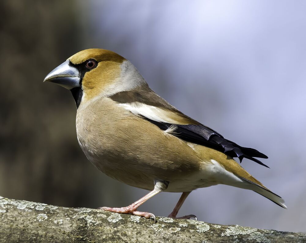 Birds of Moscow area (Птицы Москвы и Московской области)