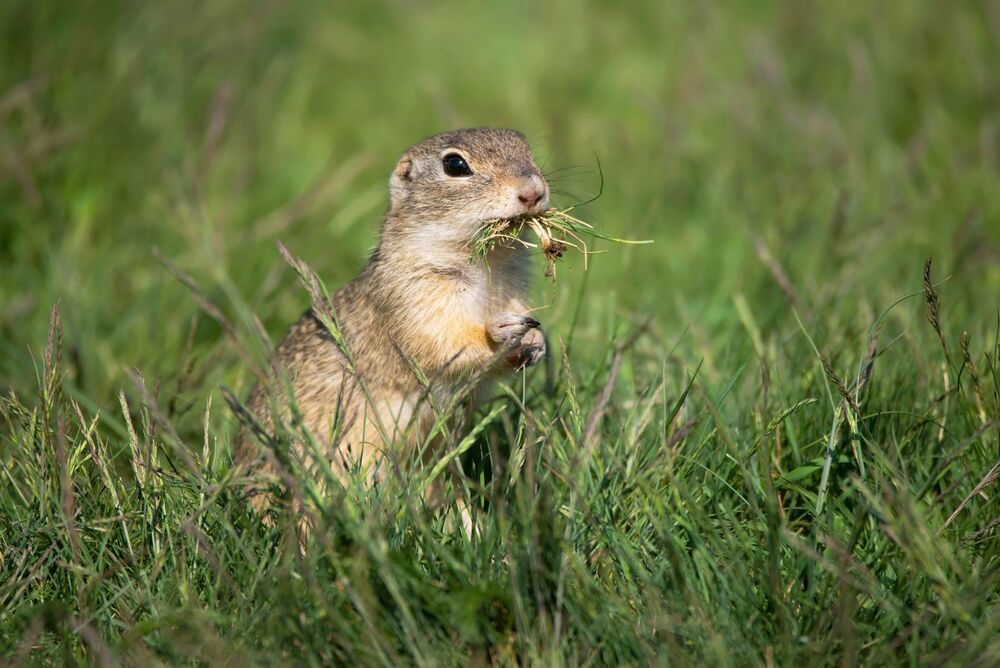 Wildlife