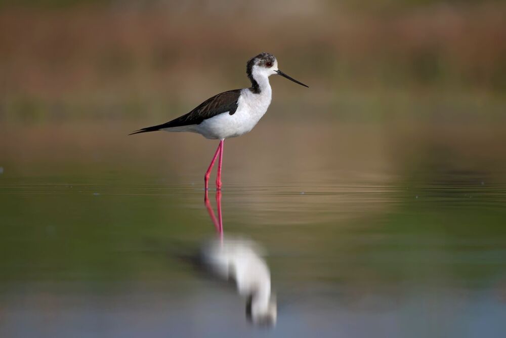 Wildlife