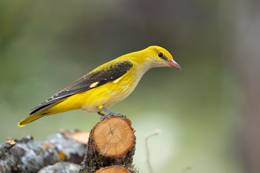 Wildlife